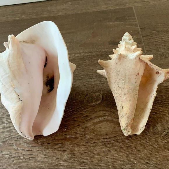 Sea Shell of 2 - Picture 4 of 10